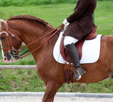 Buy equestrian equipment for your beloved hobby